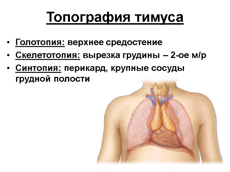 Топография тимуса Голотопия: верхнее средостение Скелетотопия: вырезка грудины – 2-ое м/р Синтопия: перикард, крупные